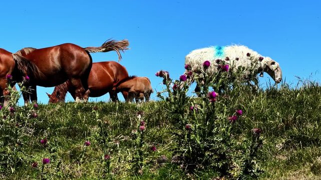 Horses and flock of sheep graze together among purple thistles on grassy hillside under blue sky at Col d'Aubisque