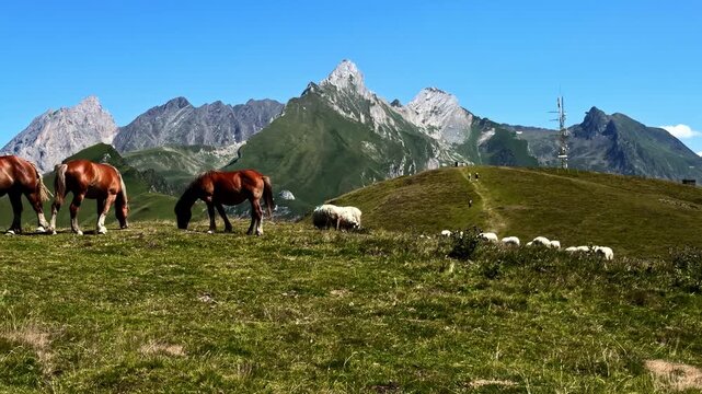 Horses and sheep grazing on alpine meadow at Col d'Aubisque in France against rugged mountain peaks