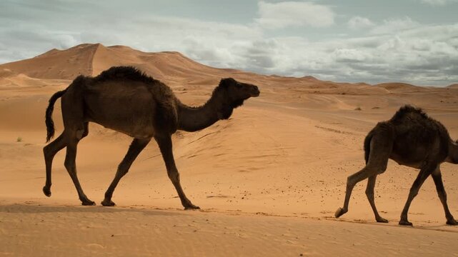camels in the sahara desert