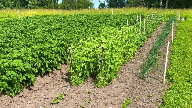 Fresh green potatoes, peas, and onion plants growing in a cultivated organic vegetable patch