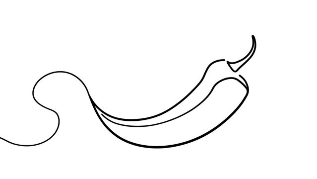 Elegant black line art chili pepper white background.