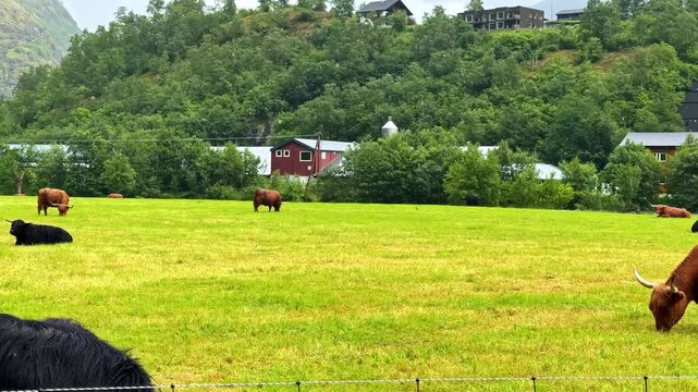 Horned Cattle Graze Peacefully Across a Lush Green Pasture Beneath the Wooded Hills of Fl&aring;m in Aurland, Norway - Slow Motion
