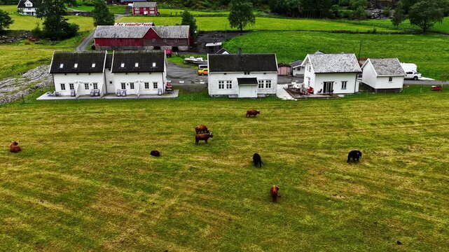 Cattle Graze Peacefully Beside Traditional Farmhouses Amid the Lush Countryside of Fl&aring;m in Aurland, Norway - Aerial Ascend Shot