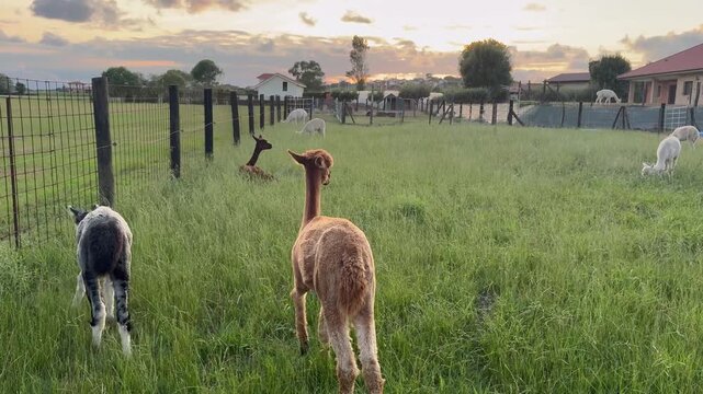 Cute alpacas grazing in fenced farm in golden hour