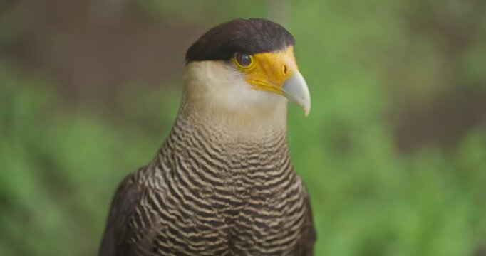 Extreme close up shows crested caracara raptor face with orange skin and sharp beak against green forest background