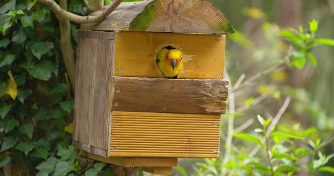 Colorful sun conure parrot peeks out of wooden birdhouse nest box at Hwajoowon Flower Bird Park on Jeju Island