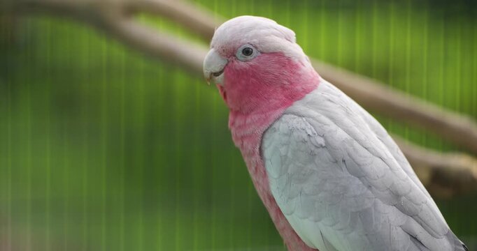 Extreme close up shows galah rose breasted cockatoo with pink face grey feathers and pale beak looking at camera