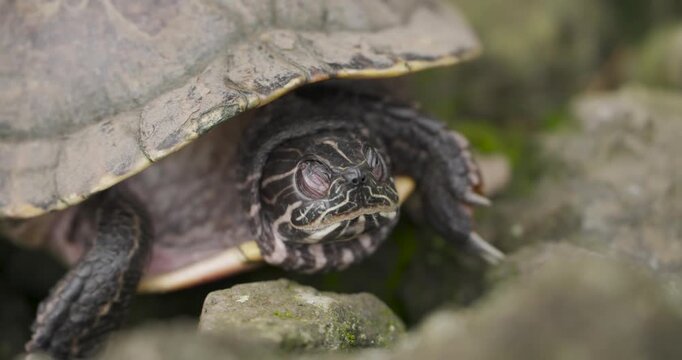 Extreme close up shows Chinese stripe necked turtle Mauremys sinensis peeking from shell while resting on rocks