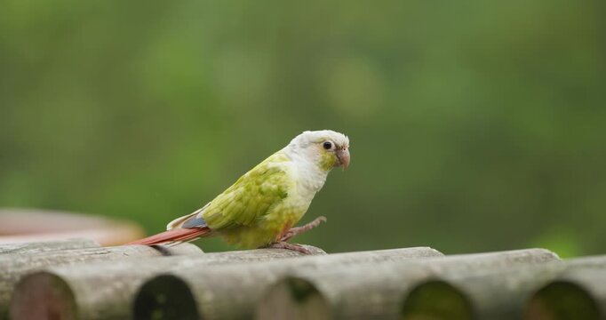 Extreme close up tracking shot shows green cheeked conure pied mutation scratching head while walking on wooden platform
