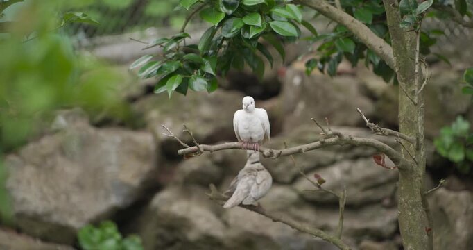Pair of white and grey ring necked doves rest and groom on branch at Hwajoowon Flower Bird Park on Jeju Island