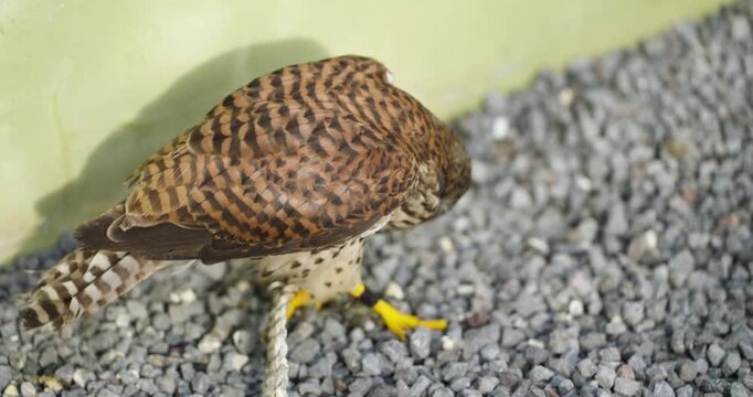 Barred rufous common kestrel falcon stands tethered on gravel ground at Jeju Flower Bird Park Hwajoowon showing yellow legs and sharp beak