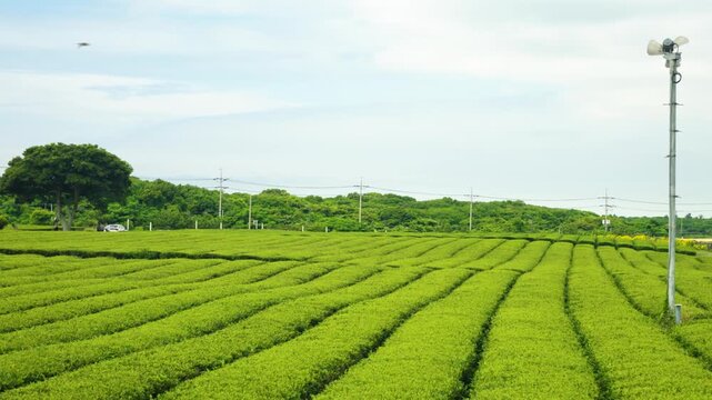 Pan reveal glides across rows of Jeju green tea plantation stretching toward tree line with frost fans and lone shade tree