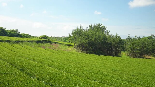 Smooth gimbal glide moves sideways along rolling rows of Jeju green tea plantation bordered by pine trees under blue sky