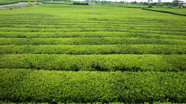 Smooth aerial glide moves sideways above rippling rows of green tea plantation beside curving farm road under overcast sky