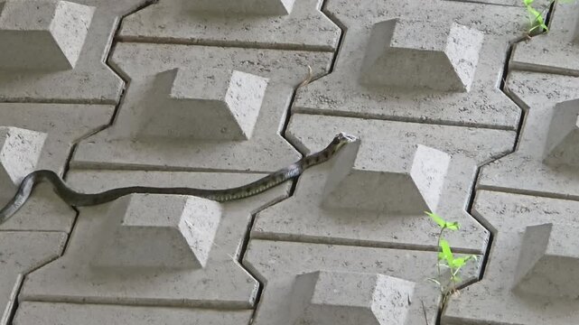 Tiger keelback snake crawls across patterned concrete pavers near Yangjae stream in Seoul showing natural markings and urban wildlife encounter