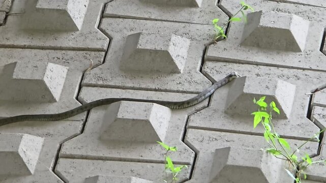 Tiger keelback snake coils and slithers through cracks in concrete walkway near Yangjae stream Seoul displaying natural scale pattern and camouflage