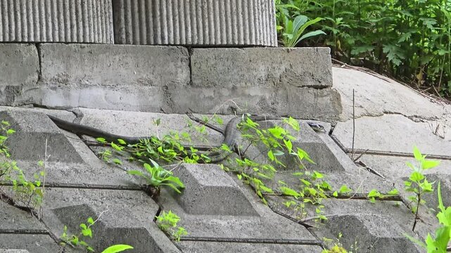 Tiger keelback snake moves along concrete retaining wall under bridge near Yangjae stream Seoul surrounded by climbing vines and green vegetation