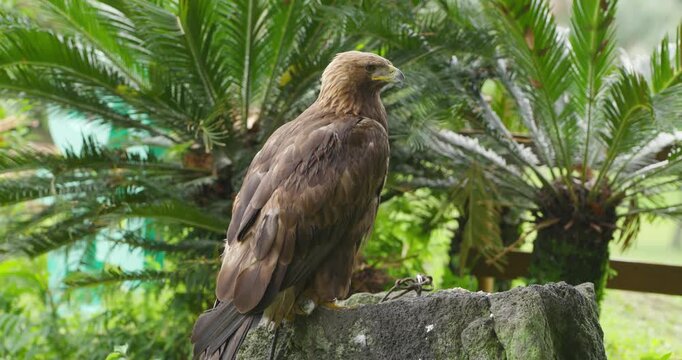 Golden eagle perches on stone wall at Jeju Flower Bird Park Hwajoowon surrounded by lush tropical palm trees