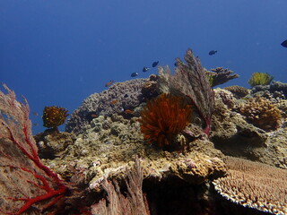 色鮮やかなソフトコーラルとサンゴ礁が広がる美しい海中景観、水中撮影 © INF.Blue