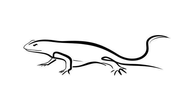 Minimalist lizard line art illustration white background.