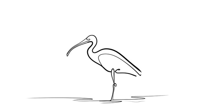 Minimalist ibis line drawing on white background.