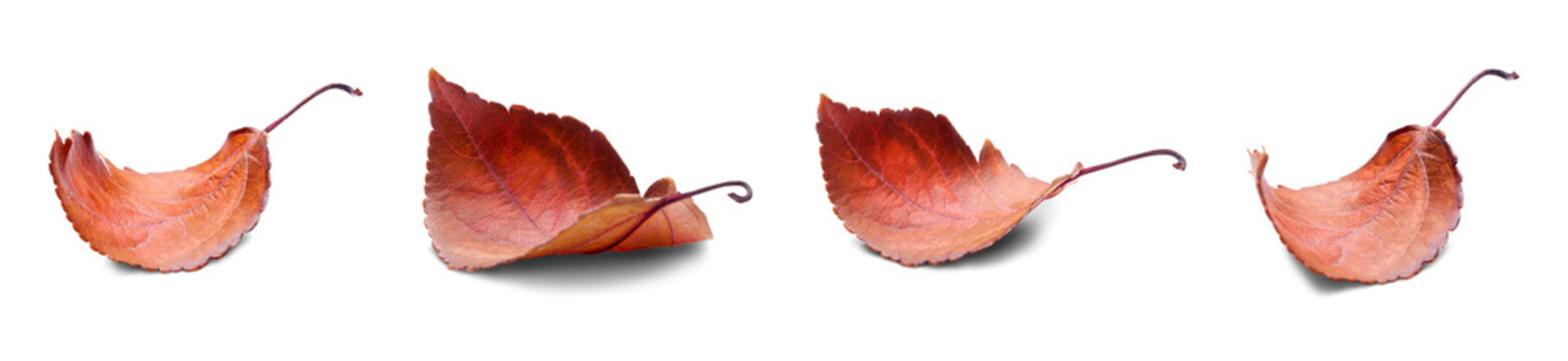 Group of four beautifully dried autumn leaves in various curled shapes, showcasing rich reddish-brown colors, isolated.
