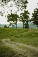 Obraz premium Forest
