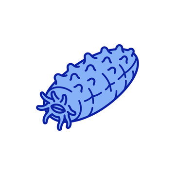 Minimalist blue line art icon of a sea cucumber marine animal for educational and scientific biology project illustrations