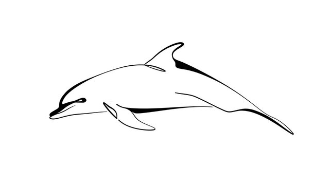 Elegant dolphin line art illustration white background.