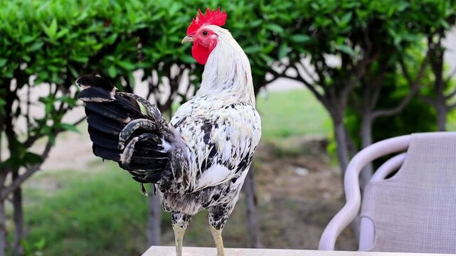 Vibrant roosters and cockerels with red comb standing proudly in garden farmyard 180fps Captured in Cinematic High Detail Footage
