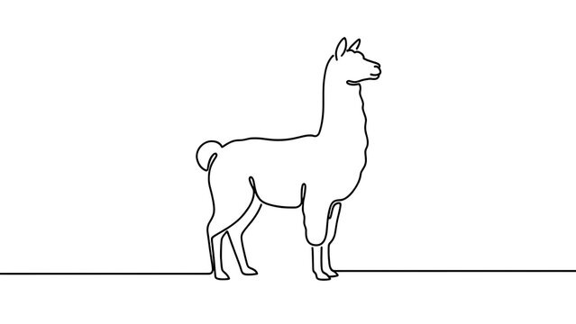 Simple line art of a standing llama white background.
