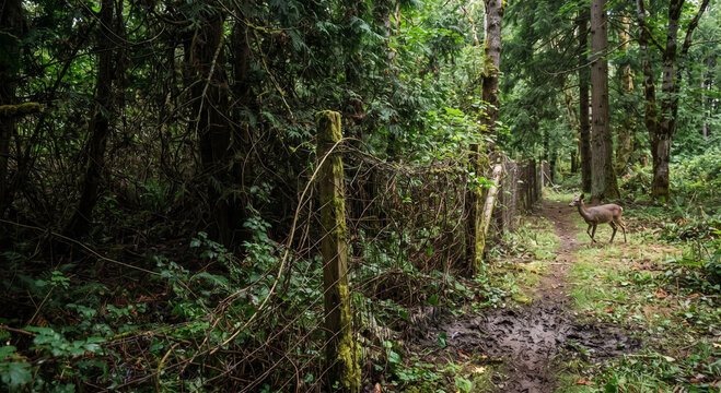Abandoned Private Forest and Wildlife Incursion Boundary