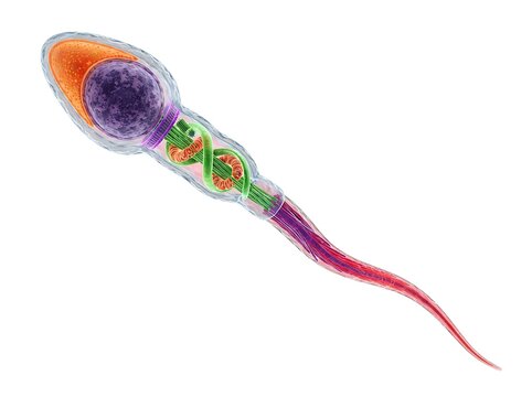 3d illustration of a human sperm cell showing internal anatomy including the nucleus, mitochondria, and flagellum isolated on white background