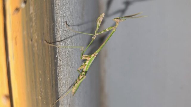 Macro video of horned conehead mantis Empusa pennata clinging to wall in warm sunlight 4k Captured in Cinematic High Detail Footage
