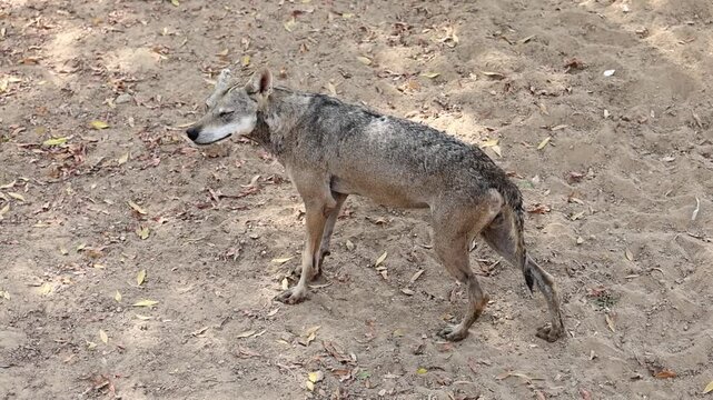 Slender Arabian wolf Canis lupus arabs pacing across dry sandy soil in sanctuary 180fps Captured in Cinematic High Detail Footage