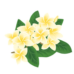 Obraz premium yellow frangipani flower
