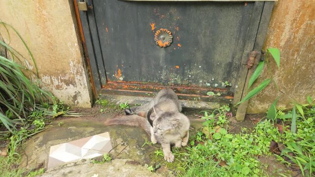 Two Playful Cats Playing in a Sunny Yard
