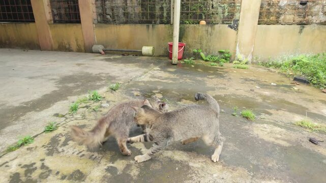 Two Playful Cats Chasing and Wrestling in a Sunny Yard