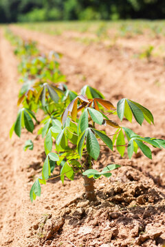 Cassava cultivation area, vertical view.
