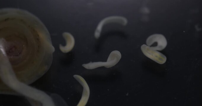 Cestode Larva (Cysticercus) and Strongyloides ratti Parasites in lab.