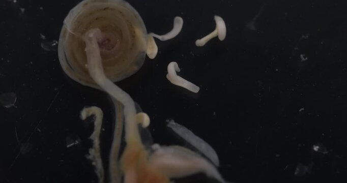 Cestode Larva (Cysticercus) and Strongyloides ratti Parasites in lab.