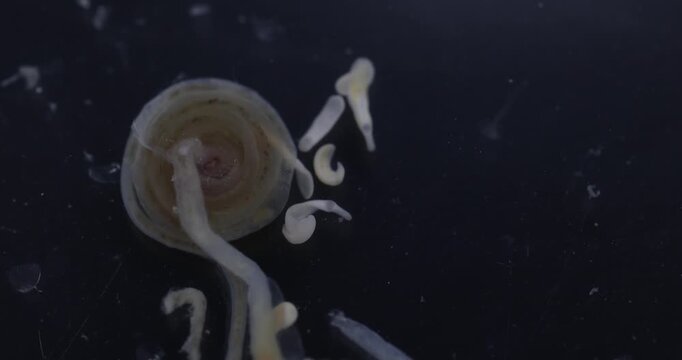 Cestode Larva (Cysticercus) and Strongyloides ratti Parasites in lab.