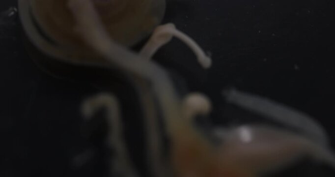 Cestode Larva (Cysticercus) and Strongyloides ratti Parasites in lab.