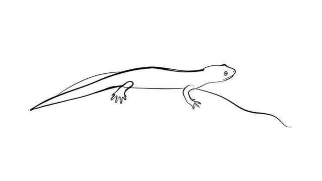 Minimalist lizard line drawing white background.
