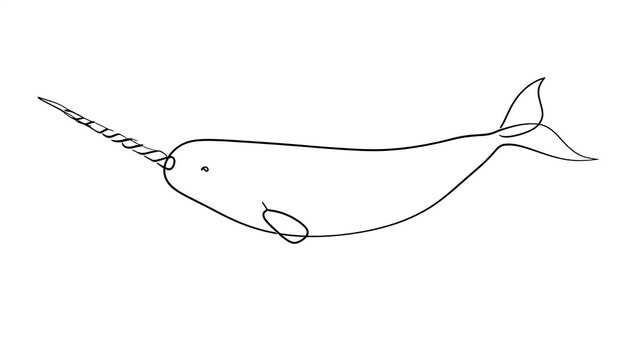 Narwhal line drawing illustration white background.