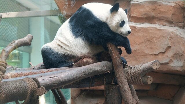 side portrait of giant panda after meal inside glass exhibit in the zoo