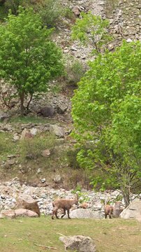 Alpine Ibex Walking Across Rocky Mountain Slope in Italy