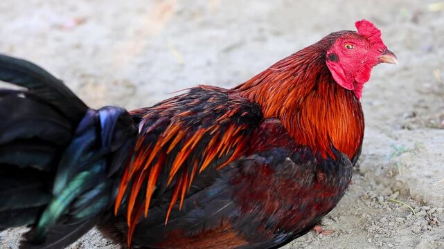 Vibrant roosters and cockerels with red comb standing proudly in garden farmyard 180fps Captured in Cinematic High Detail Footage