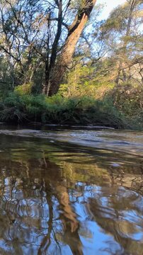 Eucalyptus Trees Reflecting in a Flowing River in Blue Mountains
