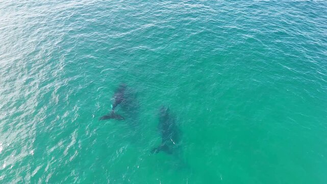 Aerial View of Humpback Whales Swimming in Turquoise Ocean Water